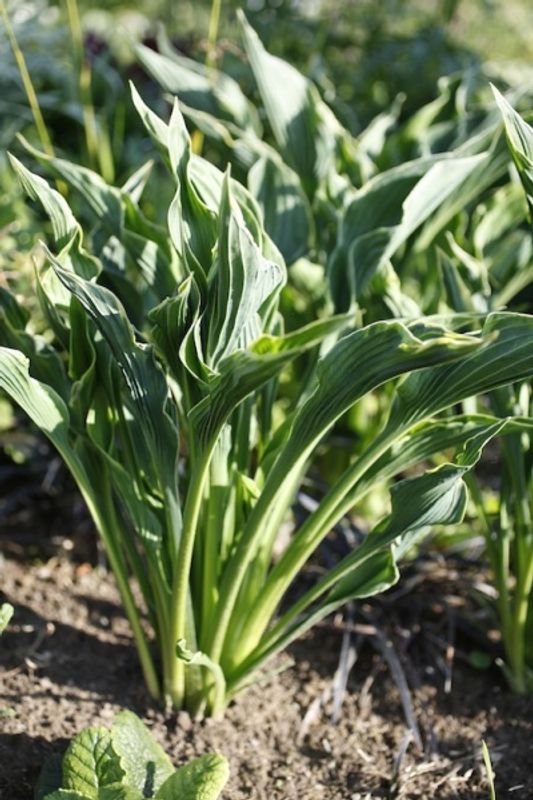 Hosta 'Praying Hands'