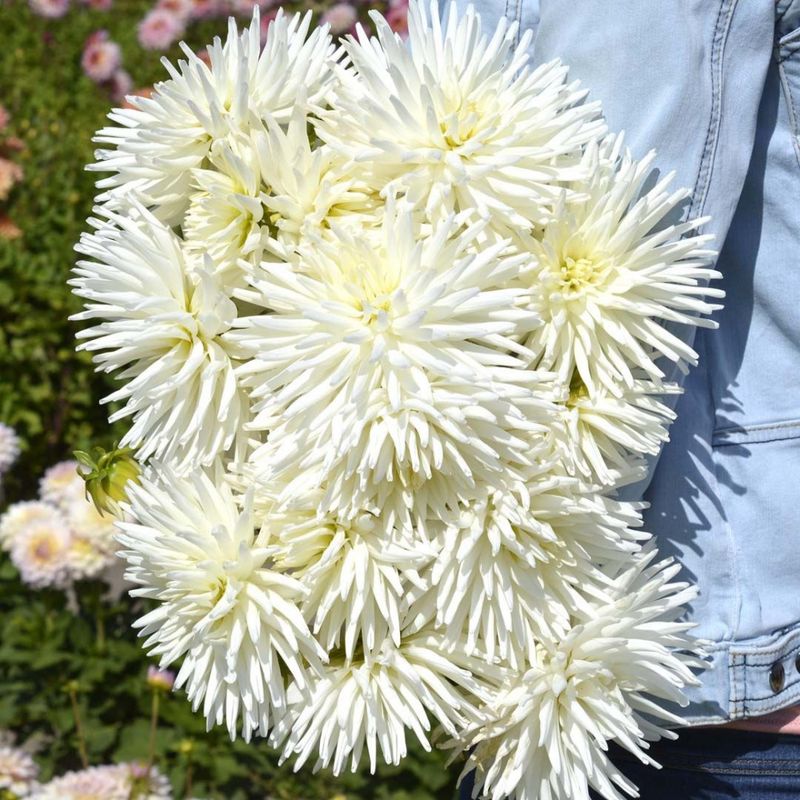 Georgine 'My Love’ - Dahlia x cultorum, 1 stk.