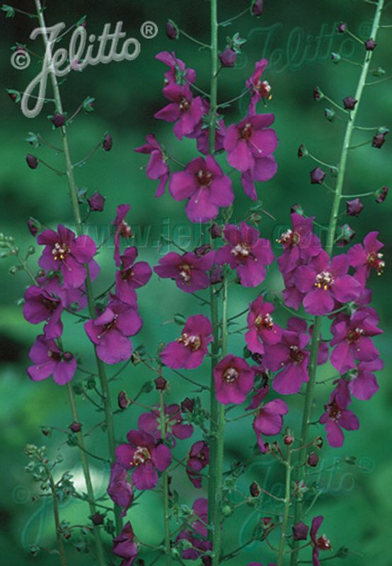 Purpurkongslys 'Violetta' - Verbascum phoeniceum