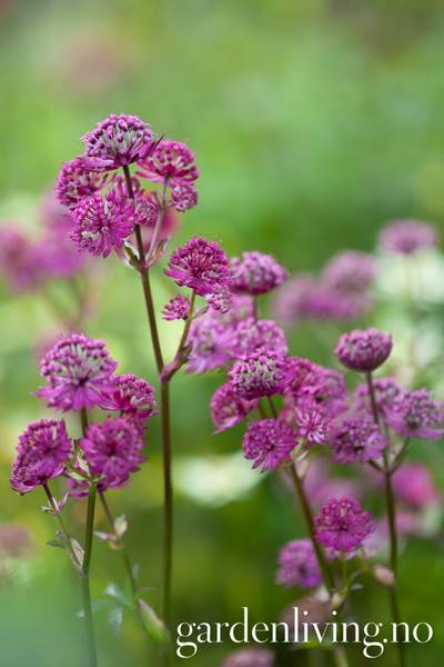 Hovedbilde Storstjerneskjerm 'Star of Beauty' - Astrantia major
