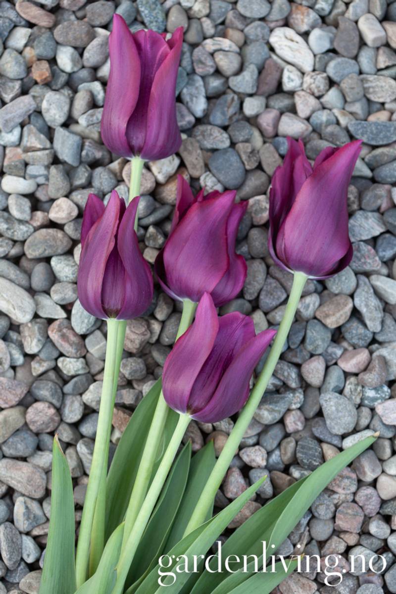 Tulipan 'Merlot', Liljeblomstrende - 7 stk