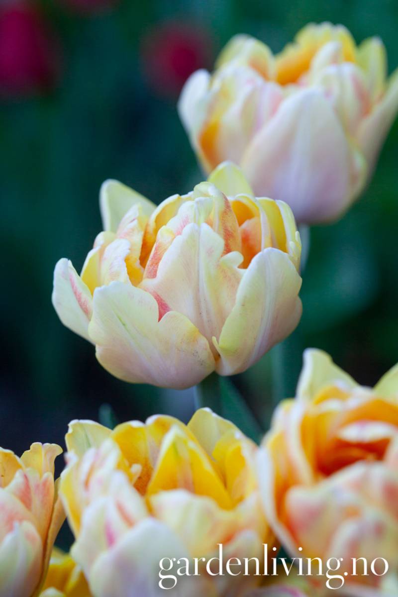 Tulipan 'Foxy Foxtrot’, sen dobbel - 8 stk