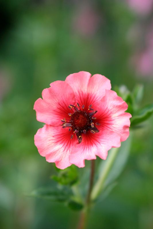 Nepalmure 'Miss Willmott’ - Potentilla nepalensis