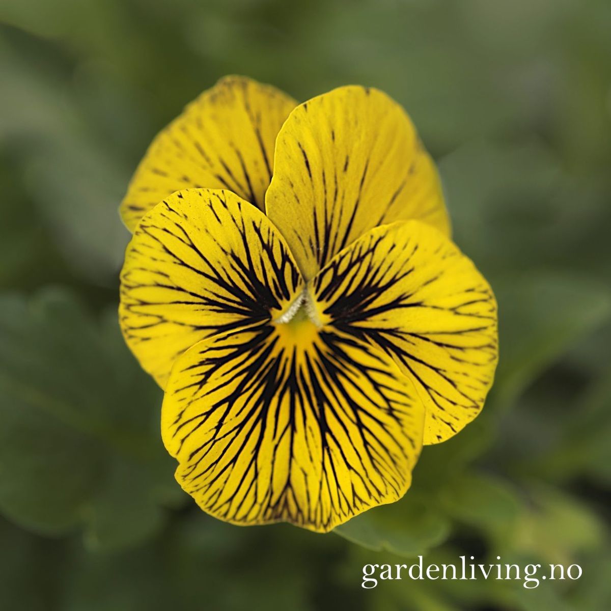Stemorsblomst 'Sorbet Tiger Eye', småbl.  - Viola x williamsii