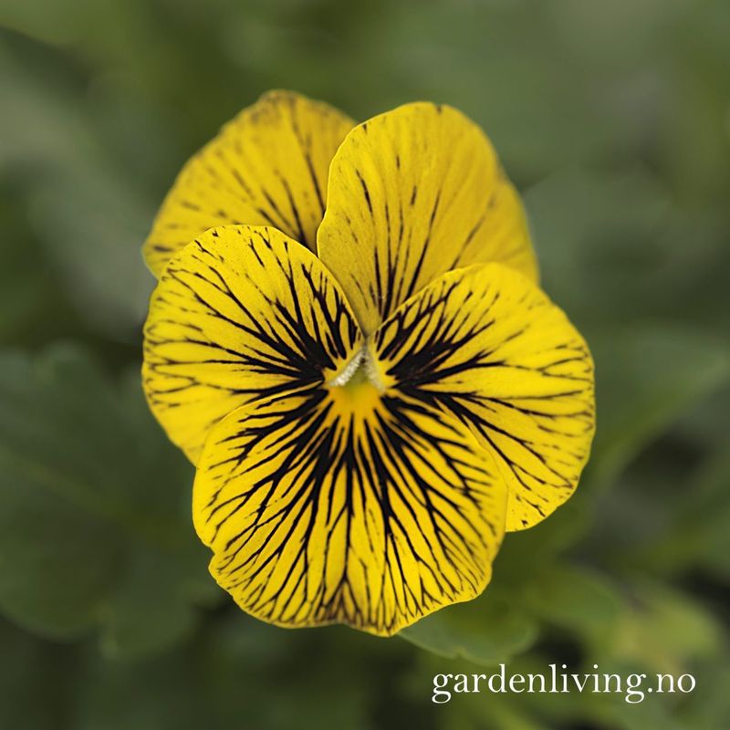 Stemorsblomst 'Sorbet Tiger Eye', småbl.  - Viola x williamsii