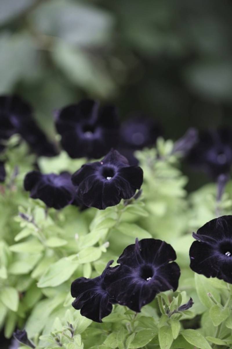 Petunia 'Sophistica Blackberry' - Petunia grandiflora