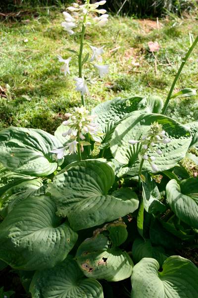 Bilde av Bladlilje 'Big Daddy - Hosta sieboldiana