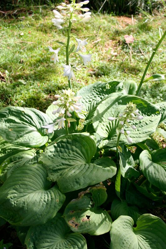 Hosta 'Big Daddy’