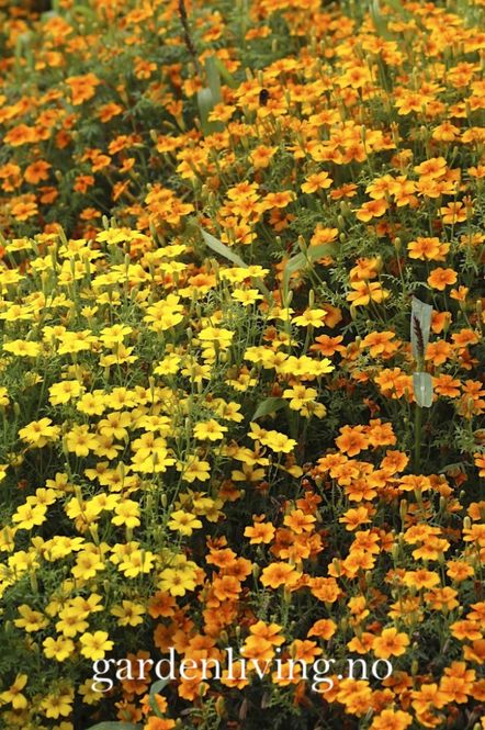 Hovedbilde Fløyelsblomst 'Starfire Mixed', signet - Tagetes tenuifolia