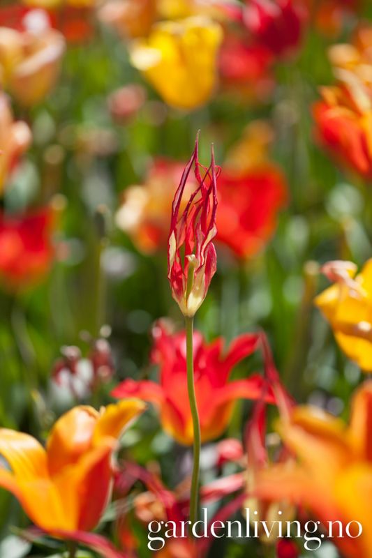 Tulipa acuminata - 1 stk 