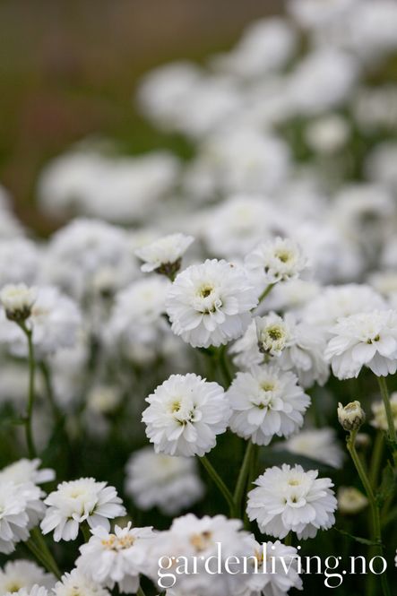 Hovedbilde Nyseryllik 'The Pearl' - Achillea ptarmica