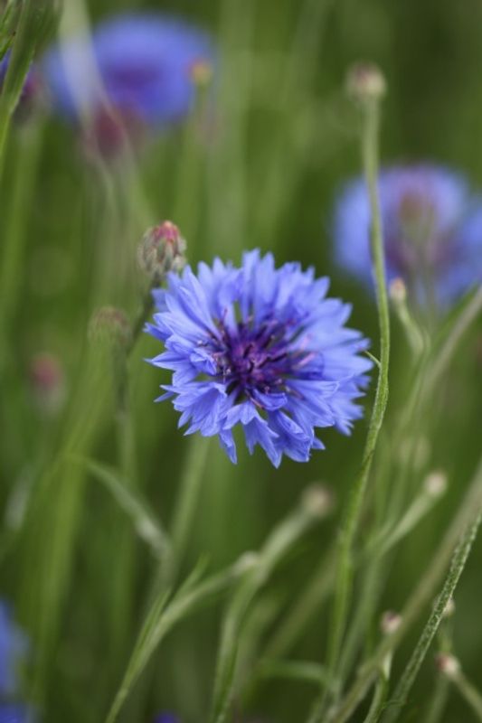 Kornblomst 'Blue Ball' - Centaurea cyanus