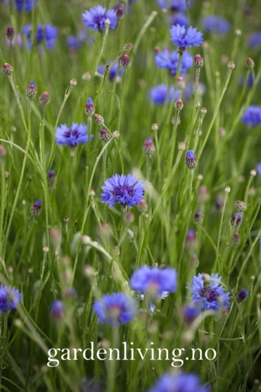 Kornblomst 'Blue Ball' - Centaurea cyanus