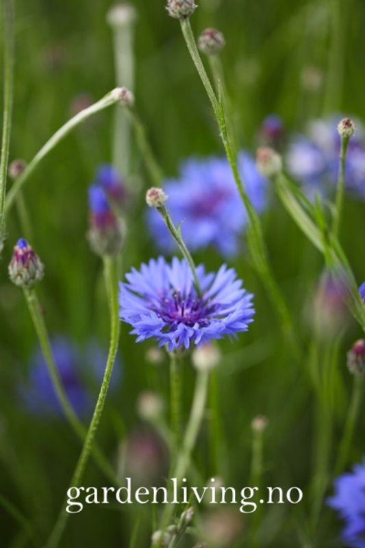 Kornblomst 'Blue Ball' - Centaurea cyanus