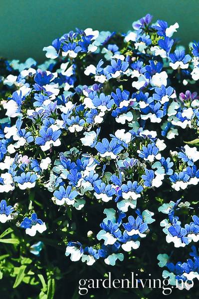Bilde av Nemesia strumosa K.L.M. 