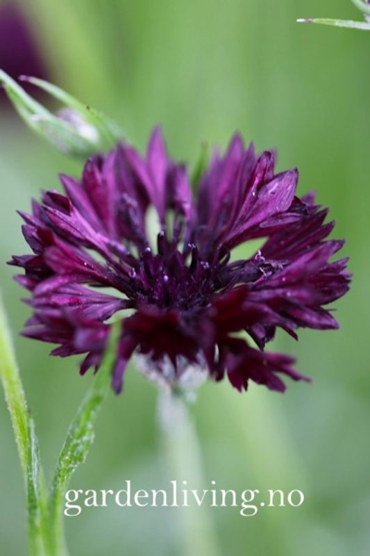 Kornblomst 'Double Black' - Centaurea cyanus