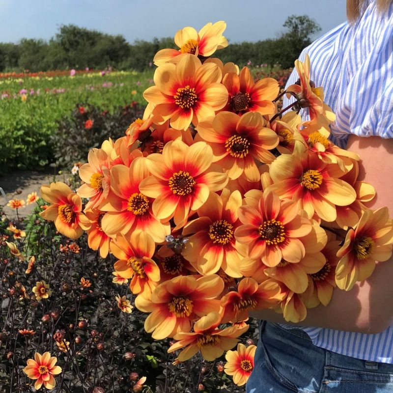 Georgine 'Sunshine - Dahlia x cultorum, 1 stk.