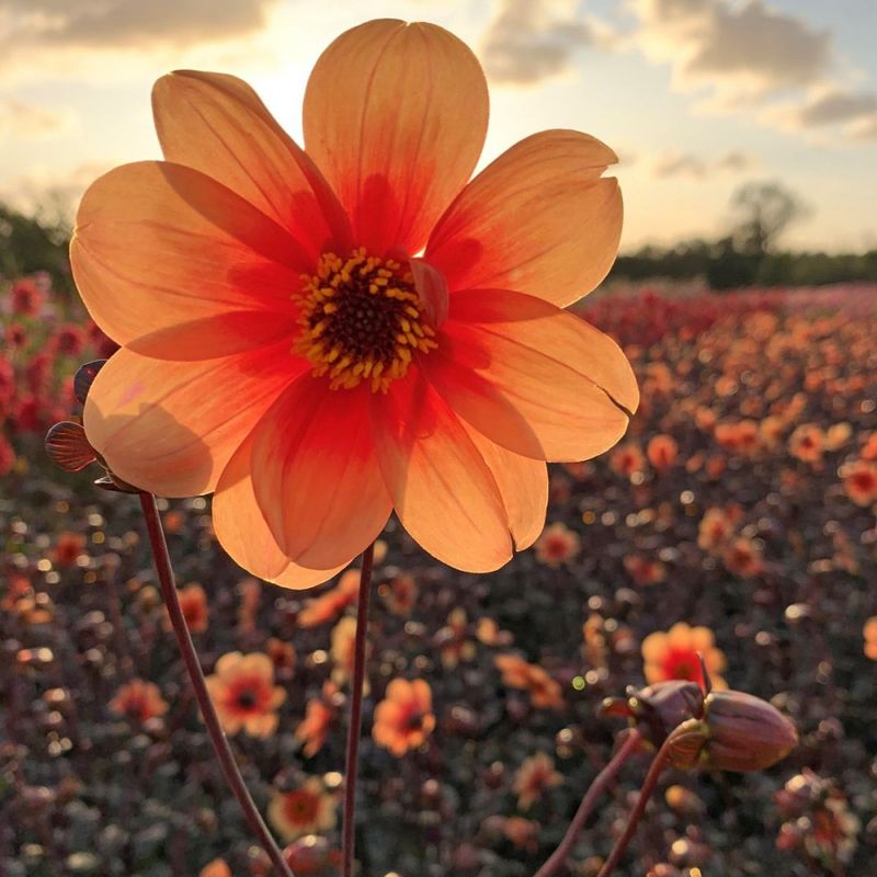 Georgine 'Sunshine - Dahlia x cultorum, 1 stk.