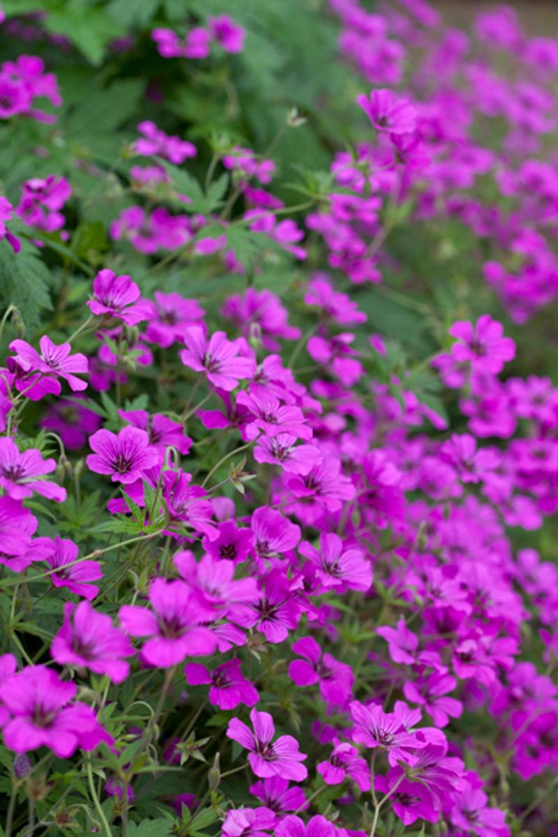 Storkenebb 'Patricia' - Geranium 