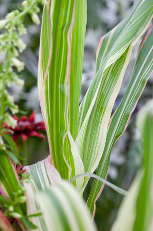 Prydmais 'Japonica Variegata' - Zea mays var. japonica