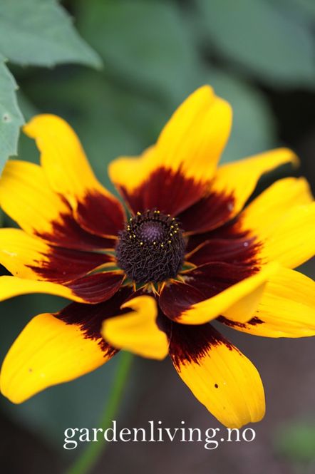 Hovedbilde Lodnesolhatt 'Aries' - Rudbeckia hirta