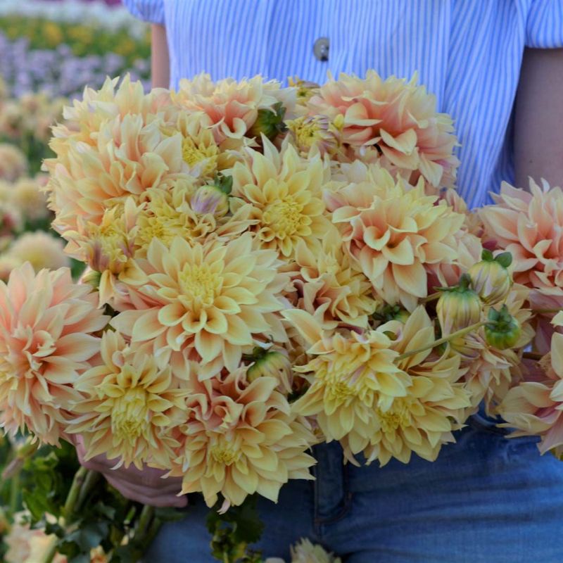 Georgine 'Tyrell - Dahlia x cultorum, 1 stk.