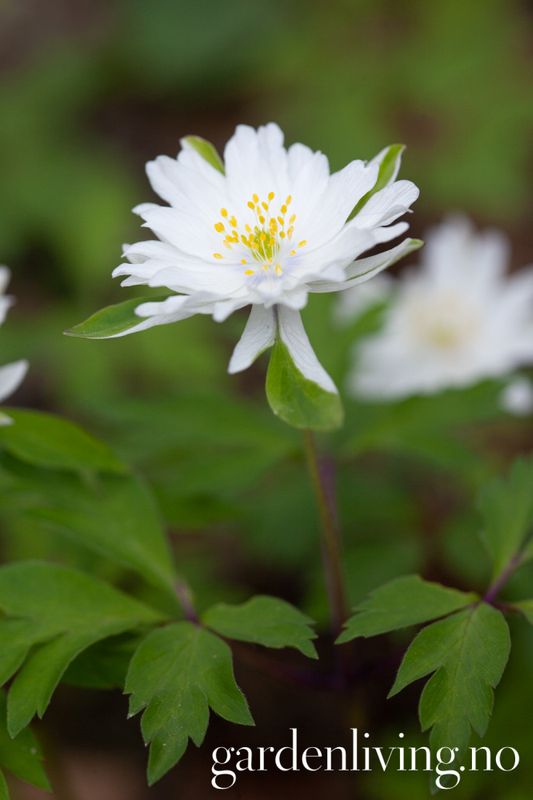Hvitveis 'Bracteata Pleniflora' - Anemone nemorosa - 1 stk 