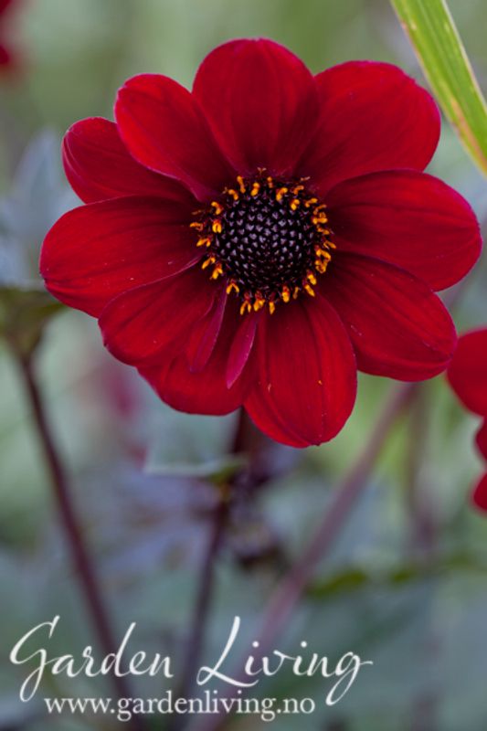Georgine 'Bishop of Auckland - Dahlia x cultorum, 1 stk