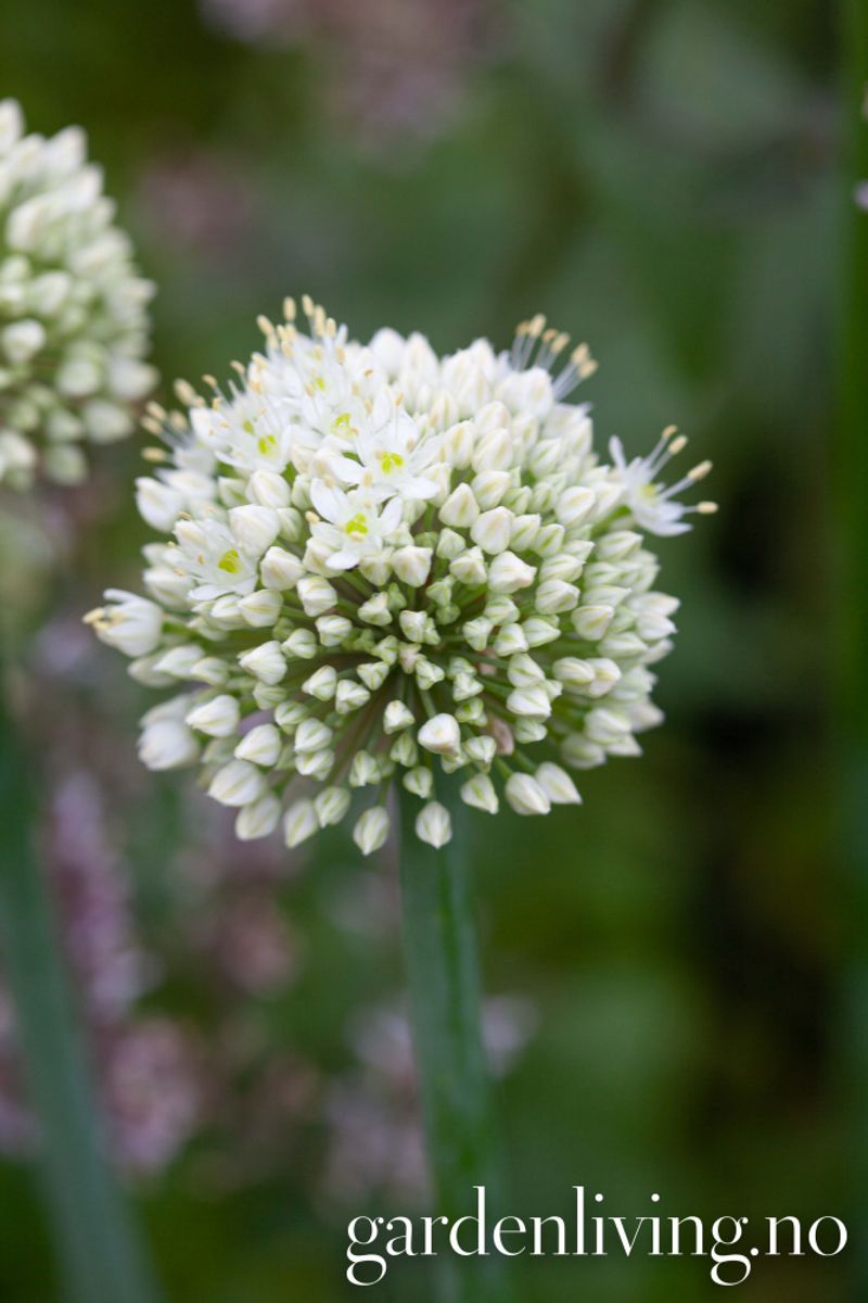 Allium pskemense - 1 stk 