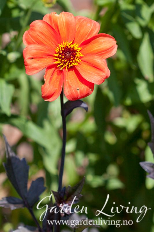 Georgine 'Bishop of Oxford - Dahlia x cultorum, 1 stk.