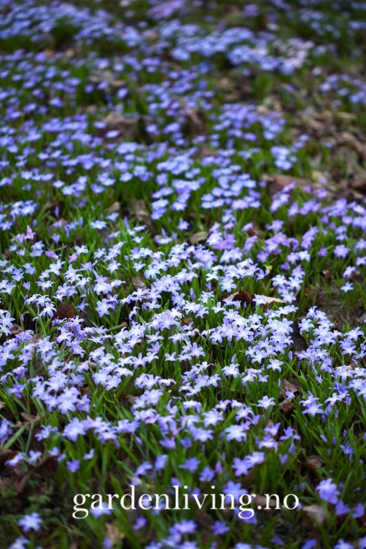 Minnesnøstjerne - Chionodoxa luciliae - 20 stk