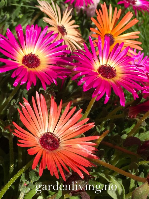 Middagsblomst 'African Dream' - Mesembryanthemum