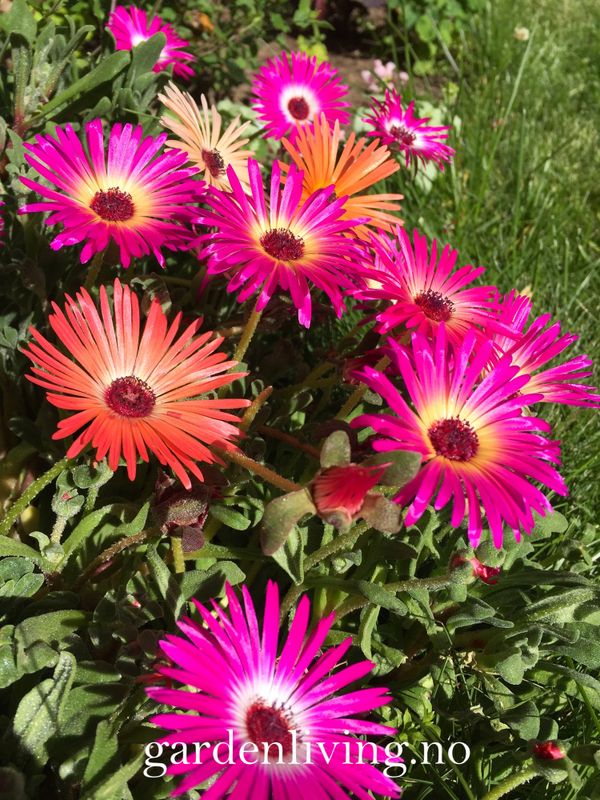 Middagsblomst 'African Dream' - Mesembryanthemum