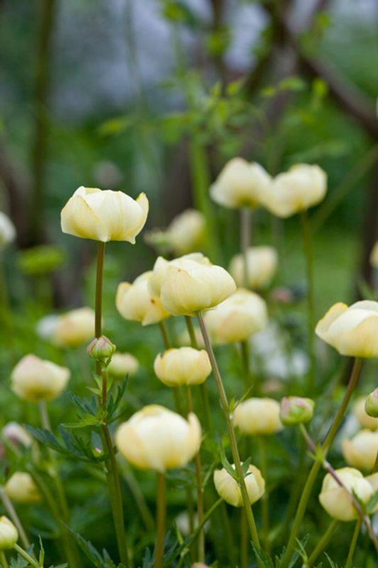 Hageballblom 'Cheddar' - Trollius x cultorum