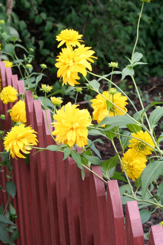 Gjerdesolhatt 'Goldquelle' - Rudbeckia laciniata