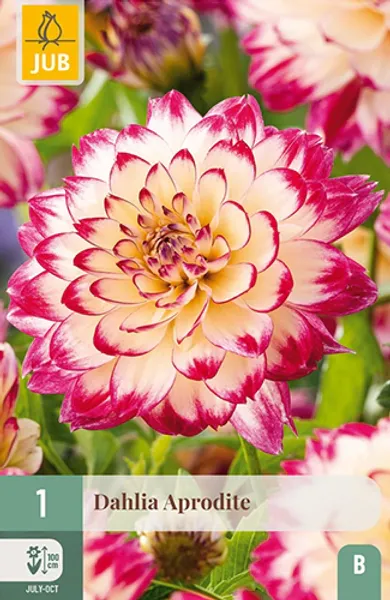 Hovedbilde Georgine 'Aphrodite' - Dahlia x cultorum, 1 stk.