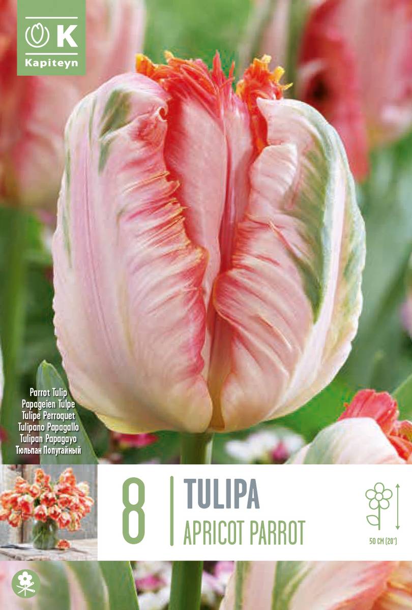 Tulipan 'Apricot Parrot', papegøyeblomstrende - 8 stk