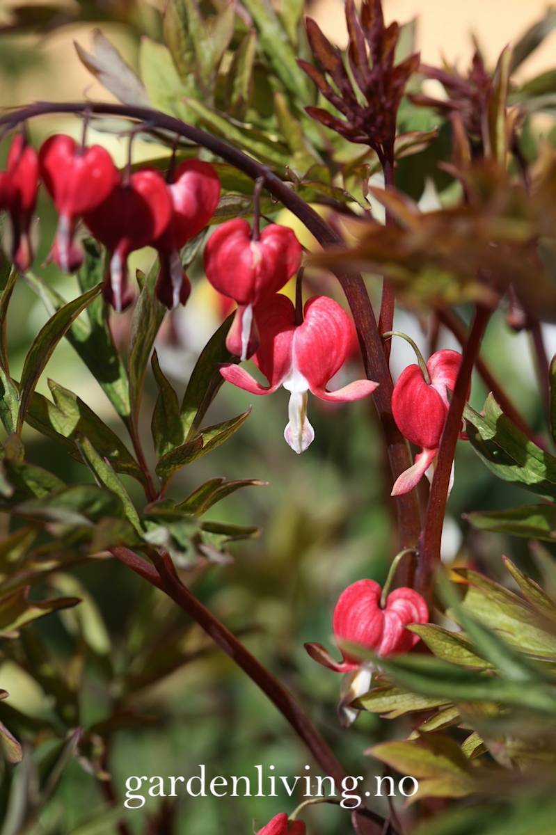 Løytnantshjerte 'Valentine' - Lamprocapnos spectabilis - 1 stk