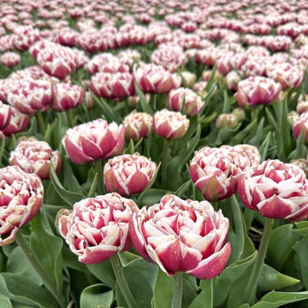 Tulipan 'Sarana', sen dobbel - 10 stk