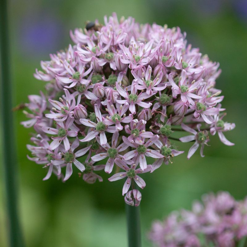Prydløk 'Pink Jewel' - 2 stk