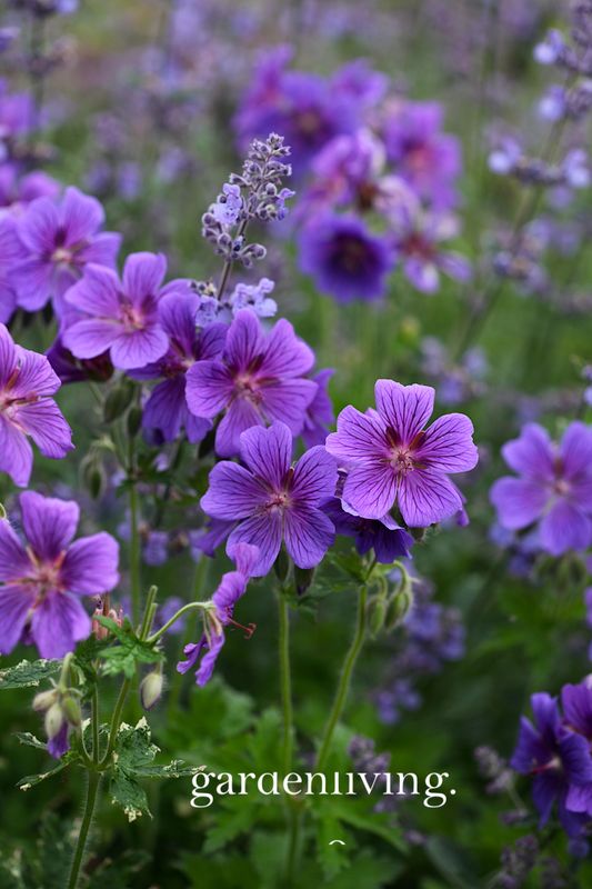 Julistorkenebb 'Rosemoor' - Geranium x magnificum 