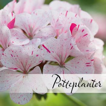 Hovedbilde Potteplantefrø