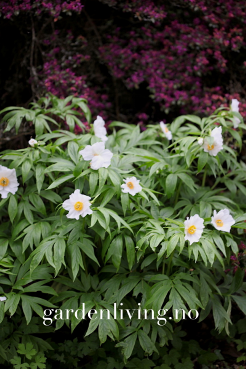 Himalayapion 'Late Windflower' - Paeonia emodi