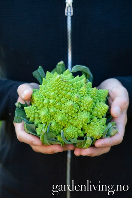Hovedbilde Blomkål 'Romanesco Precoce' - Brassica oleracea