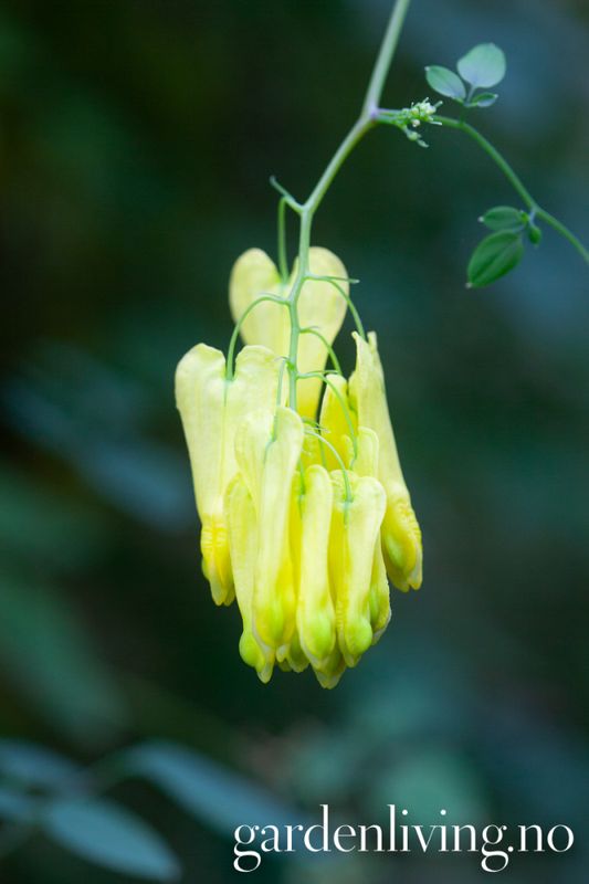 Dicentra scandens