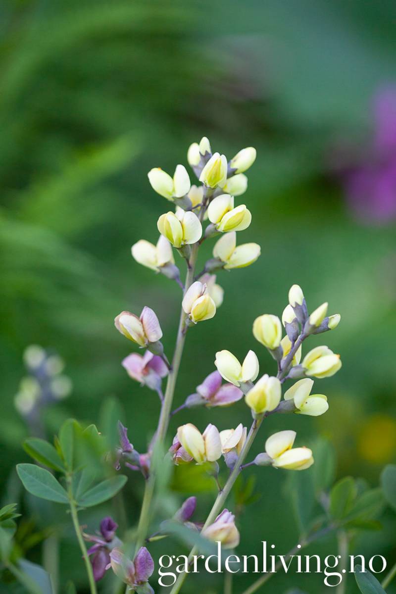 Fargeskolm Decadence® Deluxe 'Pink Lemonade' - Baptisia XL