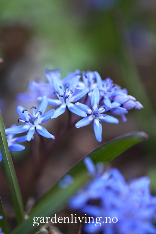 Tyrkerblåstjerne - Scilla bifolia - 12 stk