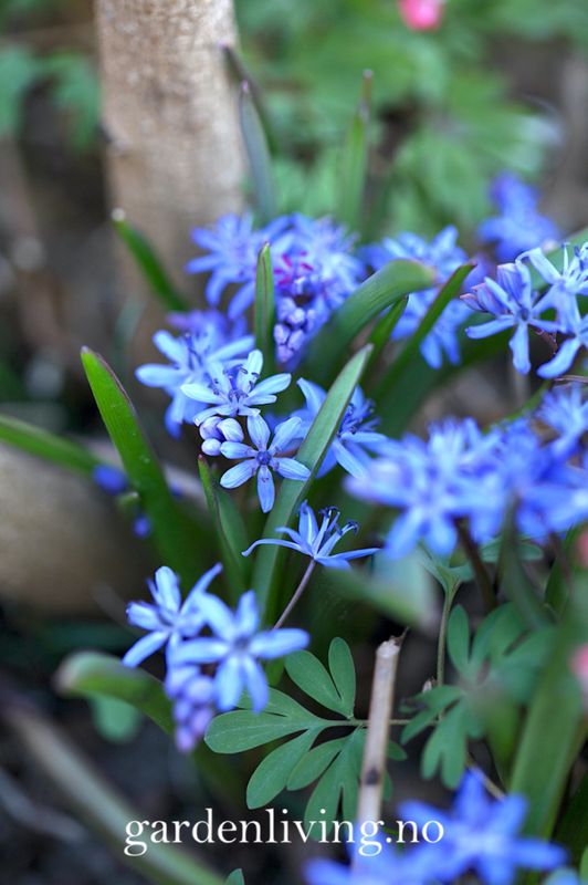 Tyrkerblåstjerne - Scilla bifolia - 12 stk