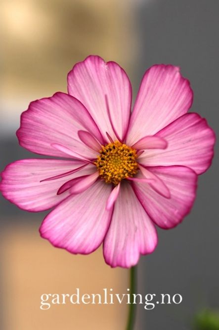 Hovedbilde Pyntekorg 'Sweet Kisses’ - Cosmos bipinnatus