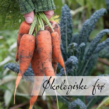Hovedbilde Organic